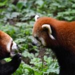 総選挙とイングリッシュカフェ