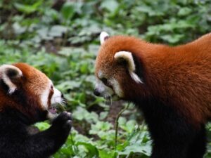 総選挙とイングリッシュカフェ