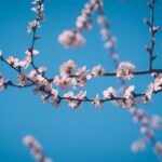 桃陰セミナーについての情報