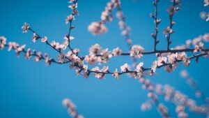 桃陰セミナーについての情報